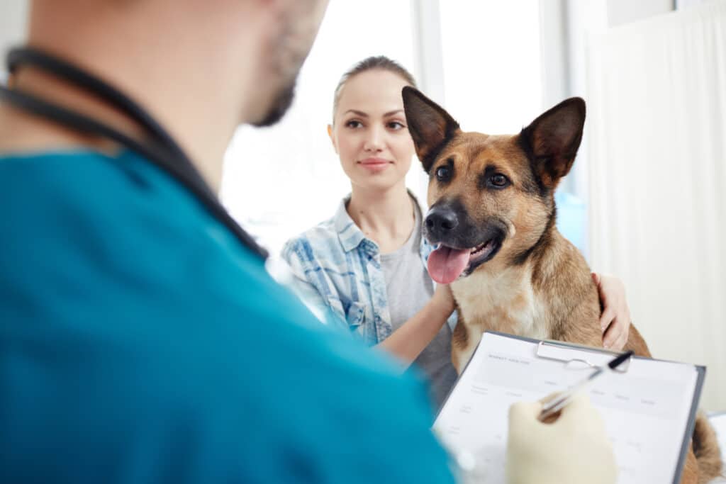 pet insurance. Shepherd dog and its owner looking at veterinarian making prescriptions and giving medical advice