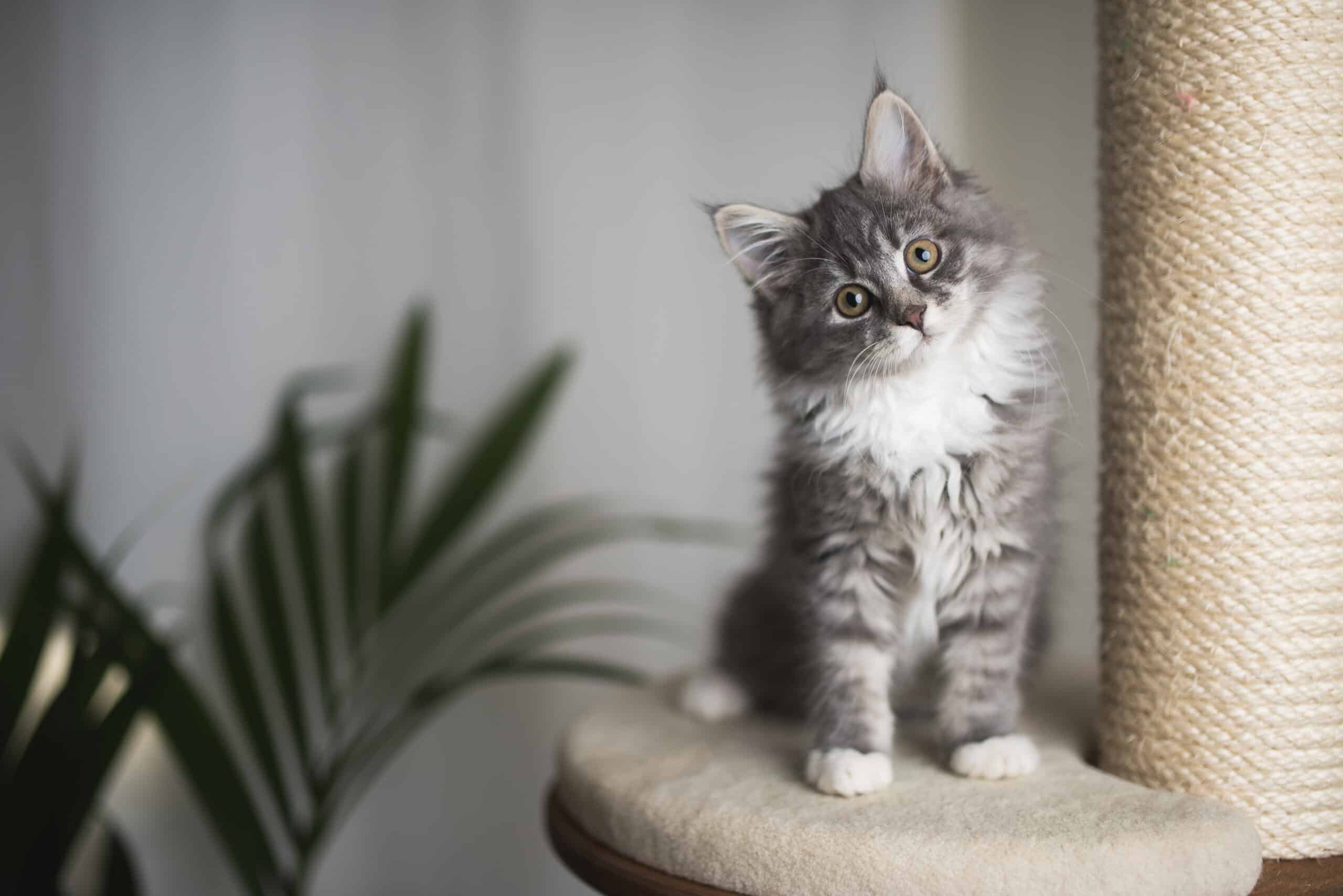 cat supplies. blue tabby maine coon kitten standing on cat furniture tilting head beside a houseplant in front of white curtains