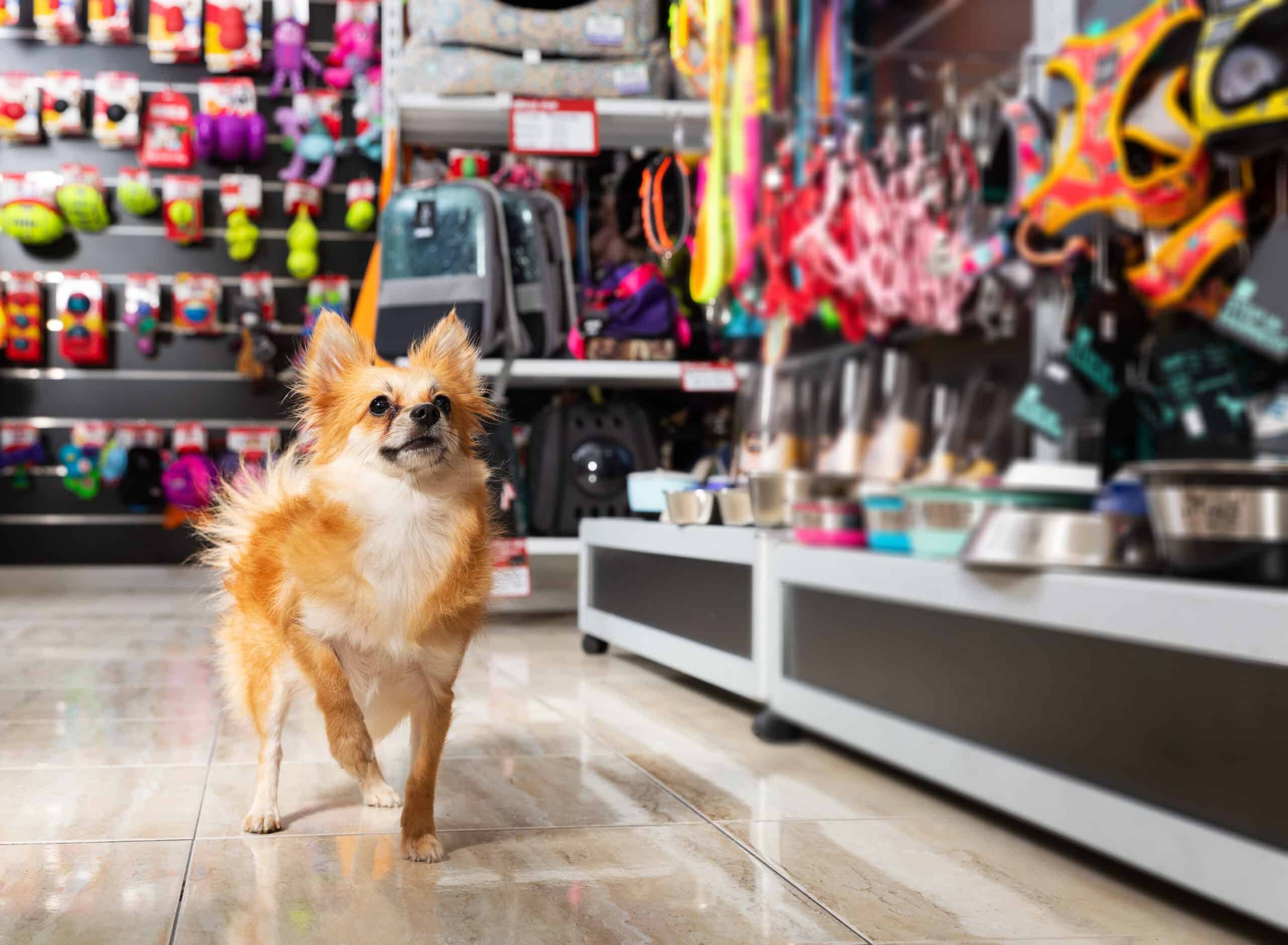 dog supplies. Portrait of beauty little dog near different variation of goods for animals in pet store